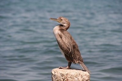 Un cormorán posado sobre la roca